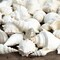 Sea Shells - White Real Mixed Beach Seashells (1lb) - Shells for Crafts - Ocean Decor - Beach Party Decorations - Seashell Decor - Large Shells Crafts